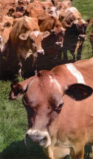 The Glen-Caro cows: Pretty, doe-eyed Jerseys. Photo by Malcolm Batty.