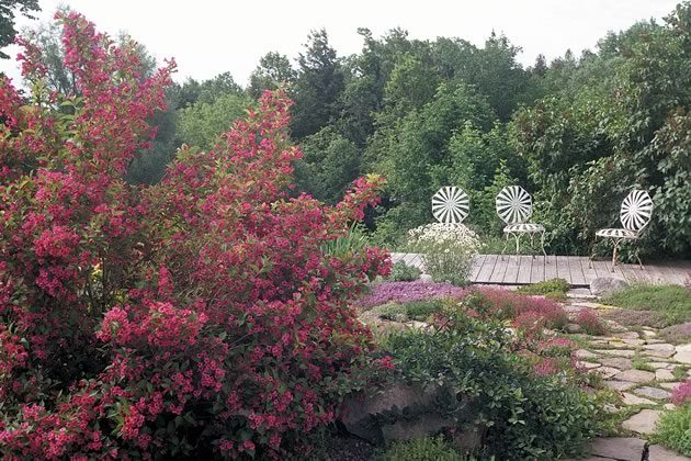 A long wooden ha-ha divides the garden from the wilds beyond. A large Weigela ‘Bristol Ruby,’ and Japanese quince (Chaenomeles Japonica) dominate the centre island, surrounded by a sea of creeping thymes, dianthus (including ‘Frosty Fire’ and ‘Blue Hills’), sedum (including ‘Dragon’s Blood’ and ‘Vera Jameson’) and saxifraga. Photos by Malcolm Batty.