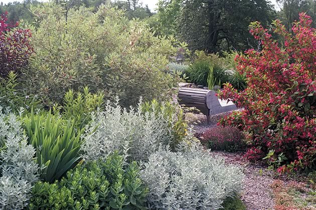The cool greens and greys of a ‘Silver Leaf’ dogwood (Cornus alba elegantissima) and a mass of artemisia contrast appealingly with the hot pink blooms of weigela ‘Bristol Ruby’ on the opposite side of a narrow gravel path. Photos by Malcolm Batty.