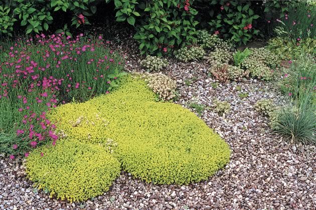 The lime green ‘scotch moss’ (Sagina subulata ‘Aurea’) contrasts brilliantly with dianthus ‘frosty fire.’ Photos by Malcolm Batty.