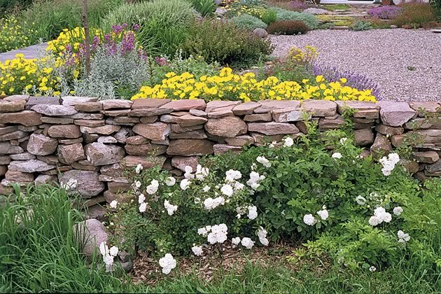 Rosa rugosa ‘seafoam’ and evening primrose (oenothera) flank the stone wall. Photos by Malcolm Batty.