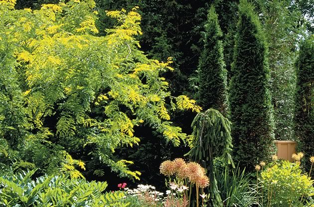 Dark sentry-like pyramidal cedars (Thuja Occidentalis) and weeping spruce (Picea glauca ‘Pendula’), set off the airy leaves of a honey locust (Gleditsia triacanthus ‘Sunburst’) and the swaying heads of Allium ‘Christophii’. Photos by Brock May.