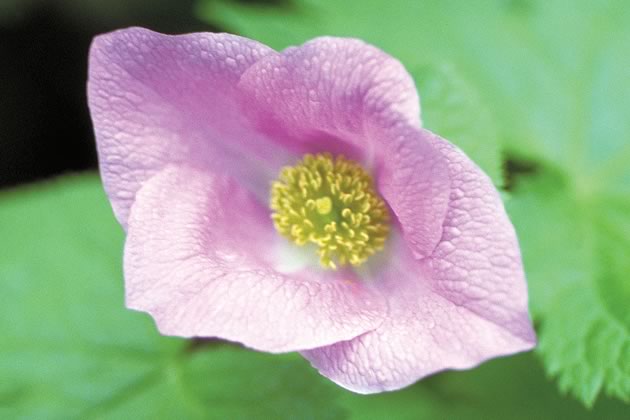Glaucidium palmatum, a member of the peony (Paeoniaceae) family, hails from Japan. Photo by Liz Knowles.