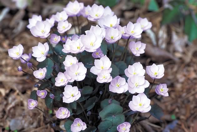 Jeffersonia dubia is a member of the berberis family (Berberidaceae), originally from Manchuria. Photo by Liz Knowles.