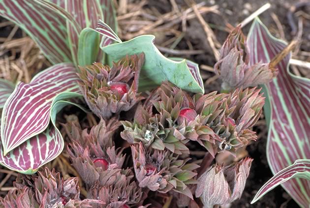 The flower buds of Paeonia officinalis anenomeflora put on a splendid show in mid-May, harmonizing with the brown-striped leaves of Tulipa greigii Oratorio. Photo by Liz Knowles.