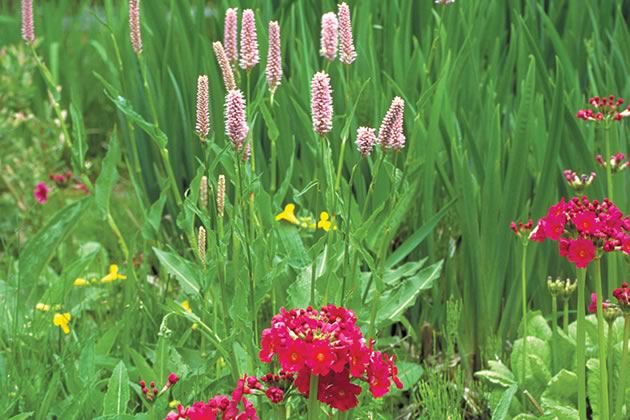 Vivid red whorls of Primula japonica vie for attention with the pink spires of Persicaria bistorta Superbum. Photo by Liz Knowles.