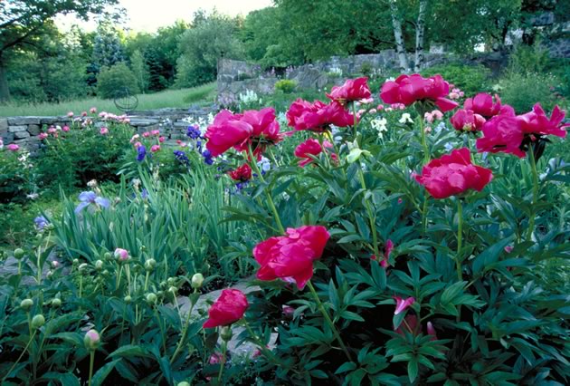 Peonies and irises are among the English garden favourites that flourish on the sunny and protected hillside. Photo by Rosemary Hasner / Black Dog Creative Arts.