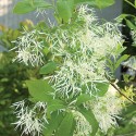 This spring-fl owering fringe tree with its delicate cream-coloured blooms reflects the McNenlys’ preference for trees with unusual shapes and unique flowers. Photo by Pete Paterson.