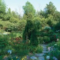A fl agstone path meanders past a weeping Norway spruce set amid beds of perennials, with euphorbia and gooseneck loosestrife on the left and fl owering alliums on the right. The payoff of “ruthless pruning” can be seen in the beautiful Japanese willow in the distance. Photo by Pete Paterson.