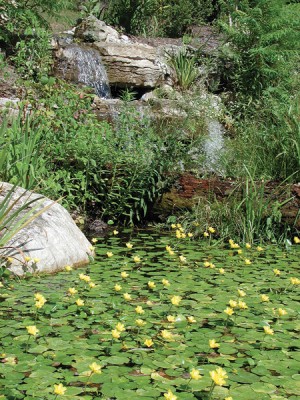 A carpet of water lilies and other plants gives a natural feel to this large swimming pond installed by Randy Tumber near Mansfield in the sandy bank of a ravine. Photo Courtesy Tumber & Associates.