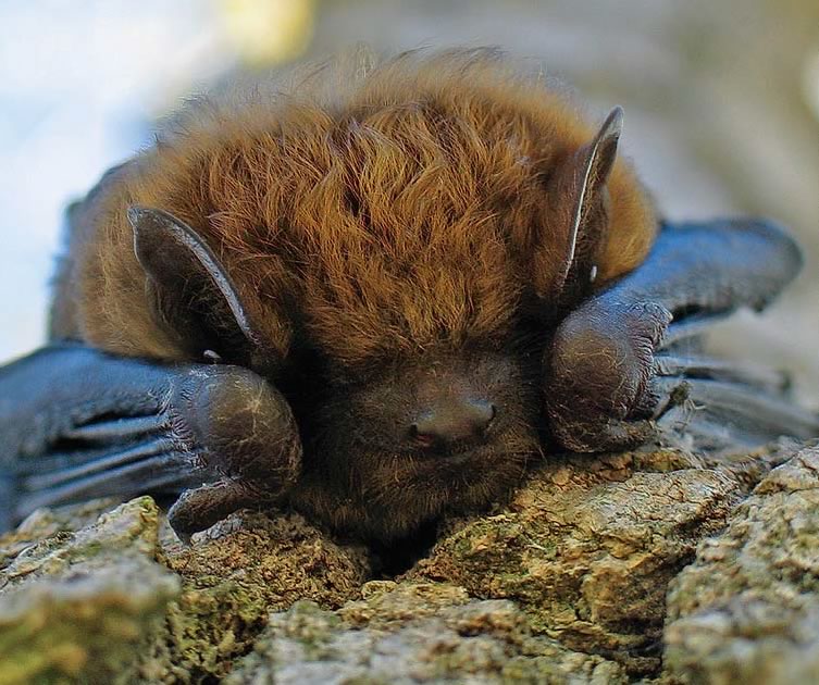 A big brown bat snoozes head down on the trunk of a tree. Photo by Rosemary Hasner / Black Dog Creative Arts.