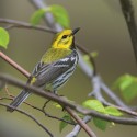 Black-throated Green Warbler. Photo by Robert McCaw.