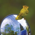This yellow warbler enjoys a bird’s eye view through a rearview mirror. Photo by Robert McCaw.