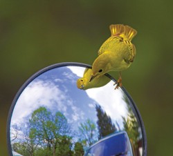 This yellow warbler enjoys a bird’s eye view through a rearview mirror. Photo by Robert McCaw.