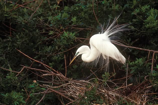 The delicate feathers of the egret were once eagerly sought by the millinery trade, a fad that led the birds to near extinction. Photo by Robert McCaw.