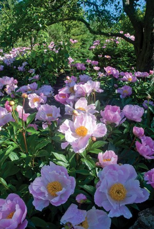 The glorious Auntie Sherry peonies are available exclusively from Garden Import. When you purchase this variety, a portion of the price goes to the Kohai Education Centre in Toronto. The centre provides education for the most challenged learners, including children with autism – a significant charitable focus of the owner, for whom the peonies were named. Photos by Rosemary Hasner.