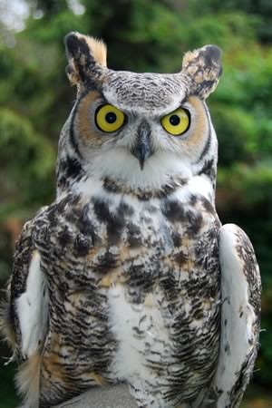 Great horned owl subarctic subspecies