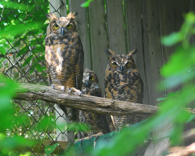 great horned owl young (late fledglings)