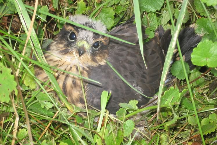 Merlin fledgling in Caledon. Photo by Kelly Flear.