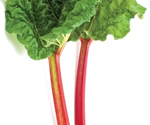The rhubarb index In The Hills