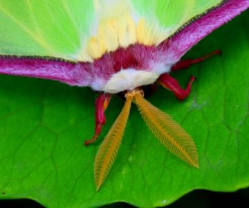 luna moth close up