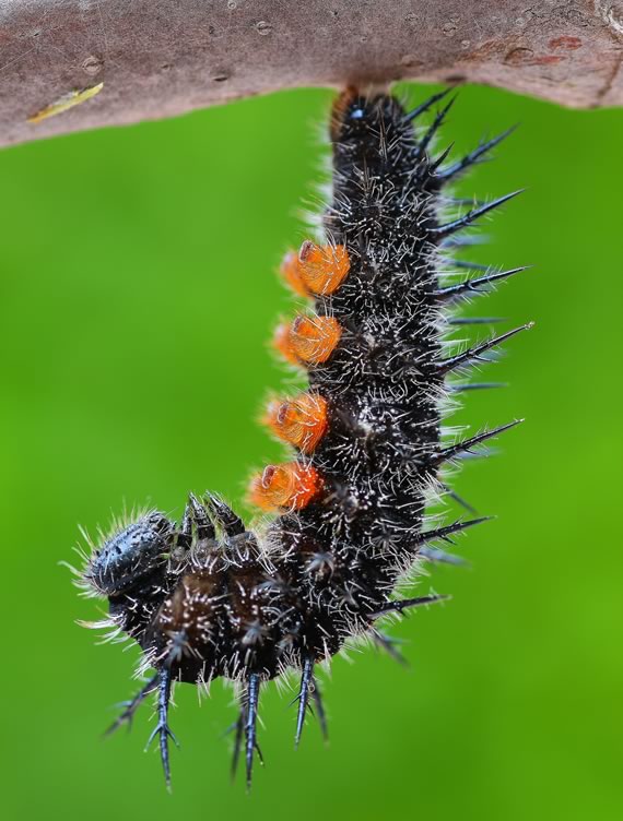 Mourning cloak caterpillar in J formation