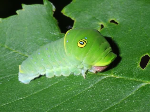 Tiger swallowtail caterpillar
