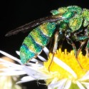 Cuckoo wasp. These gorgeous insects are parasites, laying their eggs on the larva of larger wasps. Photo by Don Scallen