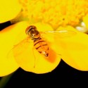 A lovely little flower fly on a buttercup-sized blossom. Photo by Don Scallen