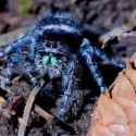 Jumping spider. Fear not – this nightmarish creature is about the size of a pea. Photo by Don Scallen