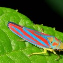 Leafhopper. These beautiful plant feeders are abundant, but at the size of a grain of rice, are seldom noticed. Photo by Don Scallen