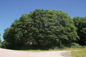 Sugar maples are Ontario’s most common large trees. Photo by Don Scallen