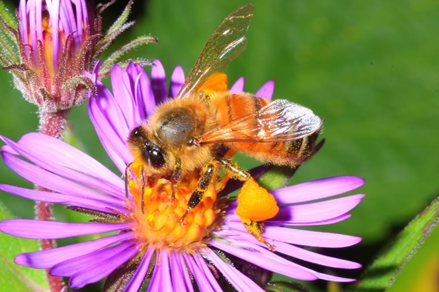 Exotic species one honeybee on New England aster
