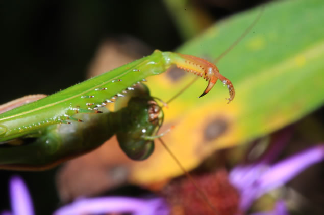 Mantis claw close up
