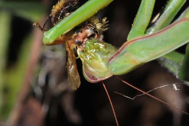 Mantis eating showing teeth like structures