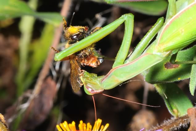 Mantis halfway through honeybee