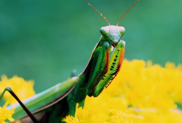 Mantis On Goldenrod