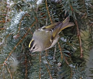 Golden Crowned Kinglet. Photo by Robert McCaw