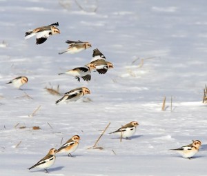 Snow Buntings. Photo by Robert McCaw