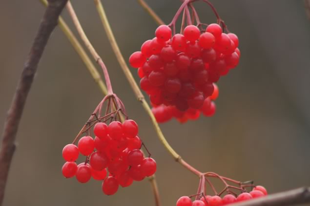 waxwing food highbush cranberry