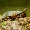 Midland painted turtles basking in the sunshine