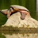 Snapping turtle basking in the sun