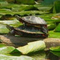 Painted turtles double decker