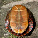 Painted turtle plastron - lower shell