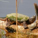 Snapping turtle and painted turtle sunning