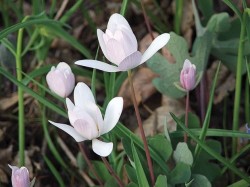 A pale pink form of bloodroot, Sanguinaria canadensis.