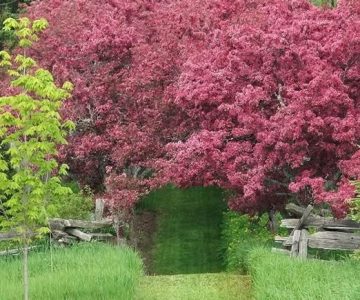 An allée of ‘Profusion’ crabapples and a “window” cut in a hedge at Lilactree Farm.