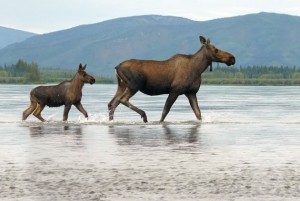 A female moose and her calf wade in the river shallows.