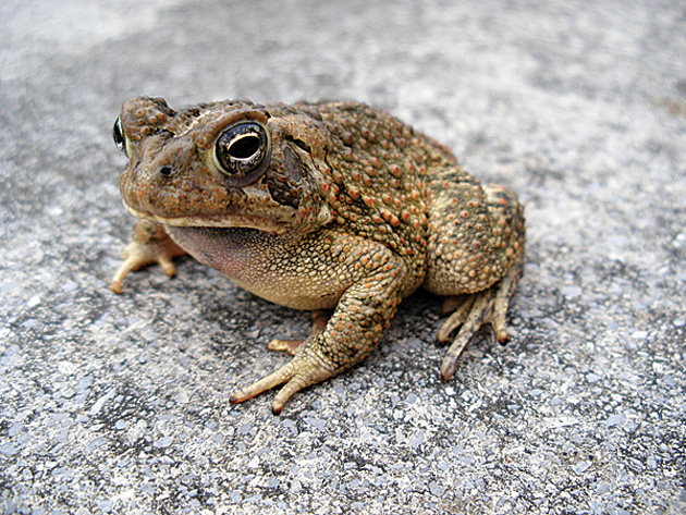 frogs_americantoad