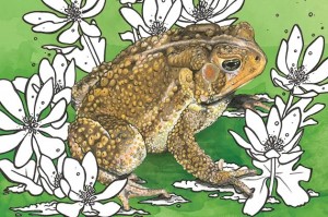 American toad. Illustrations by Ruth Ann Pearce